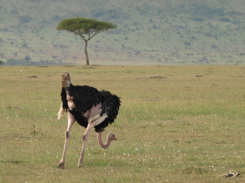 Struthio_camelus_Common_Ostrich__Masai_Struds_29012011_Masai_Mara_Nationalpark_Kenya_675.JPG