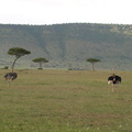 Struthio_camelus_Common_Ostrich__Masai_Struds_29012011_Masai_Mara_Nationalpark_Kenya_678.JPG