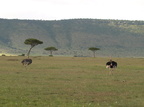 Struthio camelus (Common Ostrich, Masai Struds)