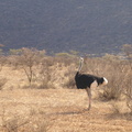 Struthio_molybdophanes_Somali_Ostrich__Somalistruds_01232011_Samburu_nationalpark_Kenya_012.JPG