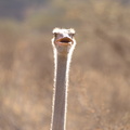 Struthio molybdophanes (Somali Ostrich, Somalistruds)
