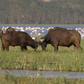 Syncerus caffer (African Buffalo, Afrikansk Bøffel)