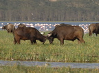 Syncerus caffer (African Buffalo, Afrikansk Bøffel)