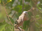 Turtur chalcospilos (Emerald-spotted Wood-Dove, Smaragdpletdue)
