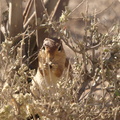 Xerus_rutilus_Unstriped_ground_squirrel__jordegern_01222011_Samburu_nationalpark_Kenya_001-50987407.JPG
