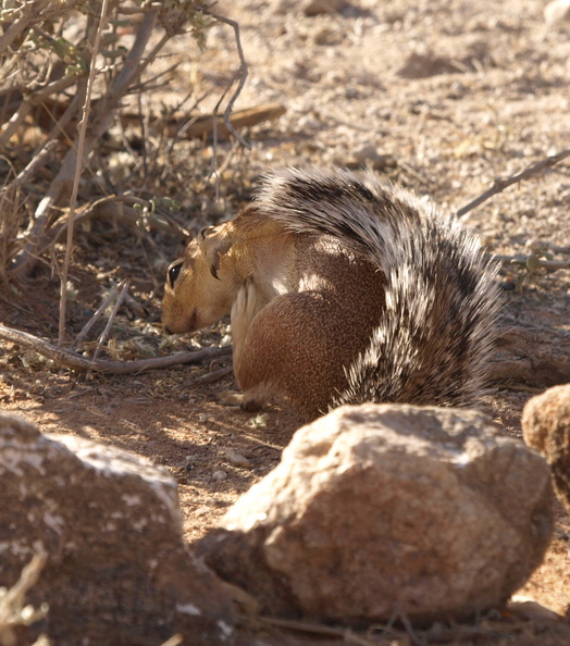 Xerus_rutilus_Unstriped_ground_squirrel__jordegern_01222011_Samburu_nationalpark_Kenya_003.JPG