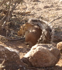 Xerus rutilus (Unstriped ground squirrel, jordegern)