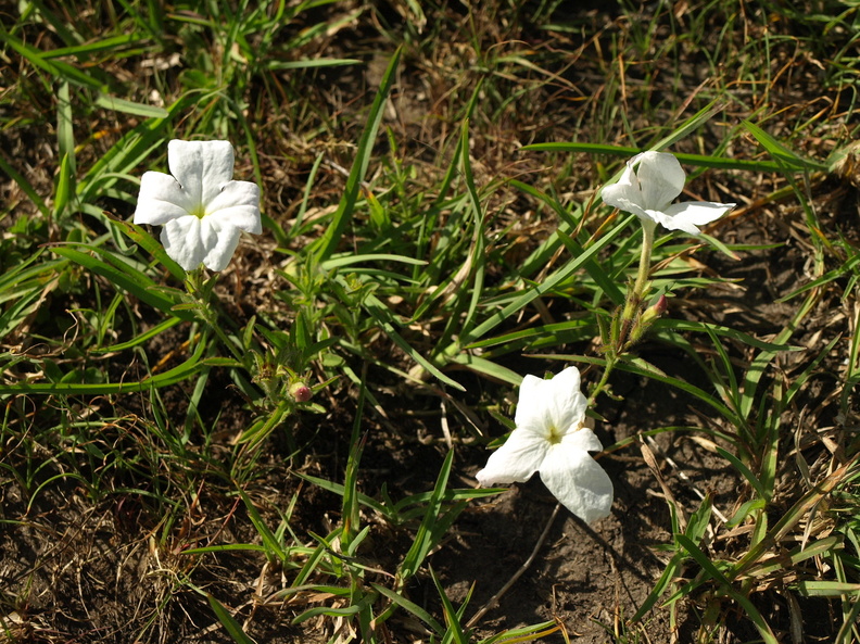 cycinium_tubulosum_Waste_Paper_Flower_28012011_Masai_Mara_Nationalpark_Kenya_045.JPG