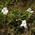 cycinium tubulosum (Waste Paper Flower)