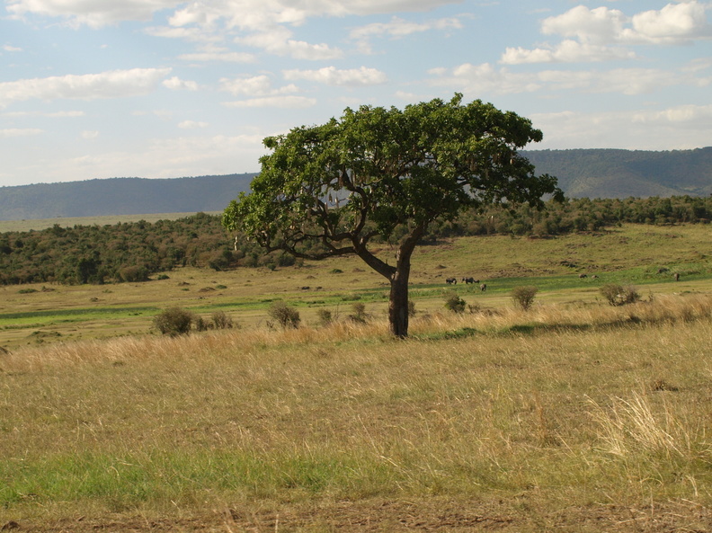 kigelia_africana_Poelsetrae_29012011_Masai_Mara_Nationalpark_Kenya_060.JPG