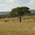 kigelia africana (Pølsetræ)
