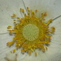 Anemone sylvestris (Sommer-anemone)