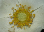 Anemone sylvestris (Sommer-anemone)