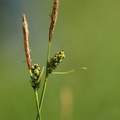 Carex_tomentosa_Filtet_star_31052009_Kalkstad-Lenstad__OEland__Sverige_009.JPG