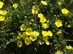 Dasiphora fruticosa (Almindelig buskpotentil)
