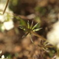Galium oelandicum (Ølands-snerre)