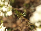 Galium oelandicum (Ølands-snerre)