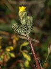 Pilosella cymosa ssp. gottlandica var. parviflora