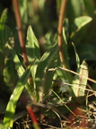 Pilosella cymosa ssp. gottlandica var. parviflora