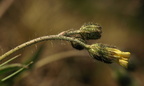Pilosella dichotoma (Alvar-høgeurt)