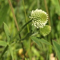 Trifolium_montanum_Bjerg-kloever_30052009_Soedra_Greda_OEland_001.JPG