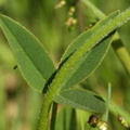 Trifolium_montanum_Bjerg-kloever_30052009_Soedra_Greda_OEland_006.JPG