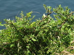 Cotoneaster kullensis (Skånsk dværgmispel)