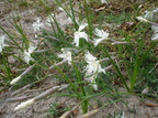 Dianthus arenarius ssp. arenarius (Sand-nellike)