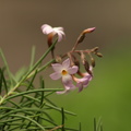 Campylanthus salsoloides