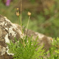 Cheirolophus canariensis