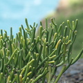 Euphorbia_aphylla_3.JPG