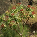 Euphorbia_atropurpurea_4.JPG