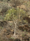 Euphorbia regis-rubae