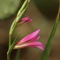 Gladiolus_italicus_2.JPG