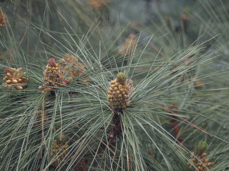 Pinus_radiata.JPG