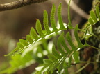Polypodium Macaronesicum