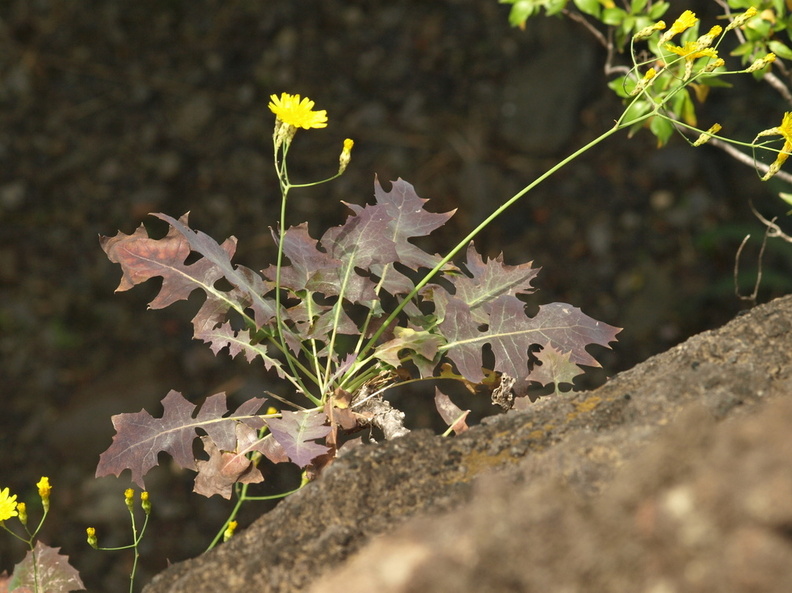 Sonchus_fauces-orci_1.JPG