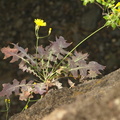 Sonchus_fauces-orci_1.JPG