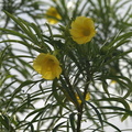 Thevetia peruviana (Bjældetræ)