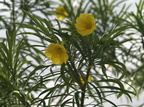 Thevetia peruviana (Bjældetræ)