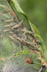 Spindemøl (Yponomeuta sp.)