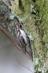 Korttået Træløber (Certhia brachydactyla)