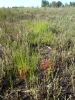Rhynchospora fusca (Brun næbfrø)