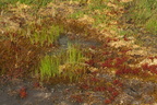 Rhynchospora fusca (Brun næbfrø)