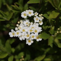 Spiraea × arguta (Snedrivebusk)