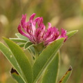 Trifolium alpestre_Skov-kloever__05072016_Ejby_Sjaelland_017.jpg