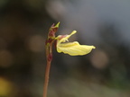 Utricularia minor (Liden blærerod)