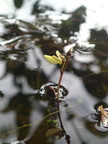 Utricularia minor (Liden blærerod)