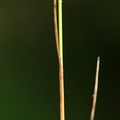 Eriophorum gracile (Fin kæruld)