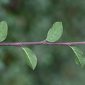 cotoneaster divaricatus (Vifte-dværgmispel)